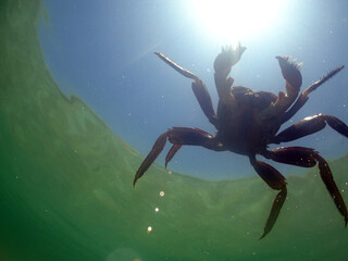 crab on the sea