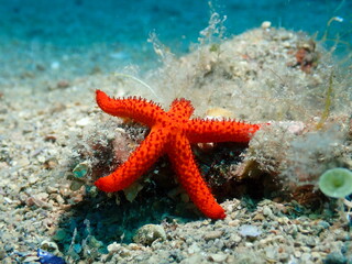 Red sea star on ocean floor &ndash; underwater close-up