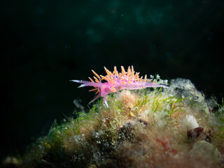 Flabellina affinis nudibranch macro close-up