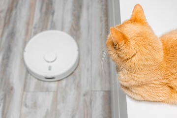 cat hiding from working robot vacuum cleaner. cleaning cat hair at home. The cat hides from the...