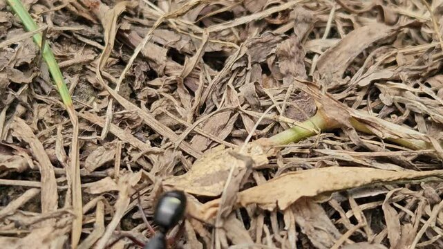 Group of Black Ants Attacking Honey Bees, Slow-motion
