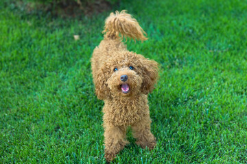 Small Maltipoo dog on the street. High quality photo