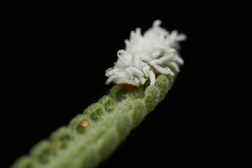 Cotton like insect resting on grass