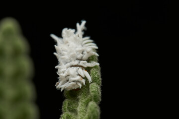 Cotton like insect resting on grass
