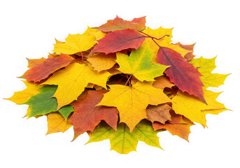 Pile of colorful autumn maple leaves on black background