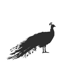 peacock silhouette without background