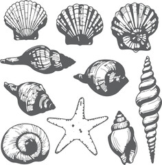 A Collection of Seashells Line Art with Scallops, Spirals, Conches, and Starfish for Marine Biology Study and Coastal Decoration