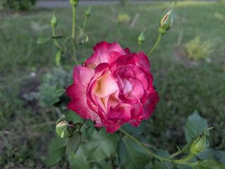 A bush or branch of a rose with dark red or burgundy flowers or buds. The flowers have many layers of tightly packed velvety petals, giving them a voluminous and luxurious appearance.