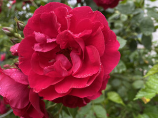A bush or branch of a rose with dark red or burgundy flowers or buds. The flowers have many layers of tightly packed velvety petals, giving them a voluminous and luxurious appearance.