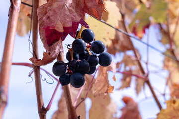 Red wine grapes on a vine