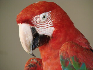 Retrato de un guacamayo rojo y verde con intensos colores y la textura distintiva de su plumaje...