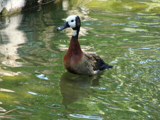 Pato silbador de cara blanca (Dendrocygna viduata) bajo el follaje, con su plumaje marrón y blanco
