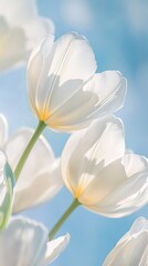Fototapeta premium White Tulips in Bloom Against a Blue Sky