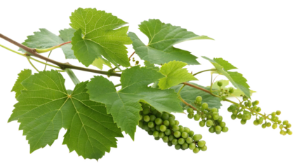 Herbal medicine plant Vitis vinifera or Grape on white or transparent background
