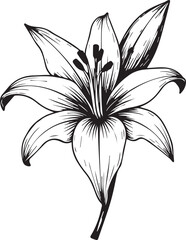 Obraz premium Elegant Lily in Bloom: A monochrome depiction of a pristine lily, its petals gracefully unfurling to reveal the delicate beauty of its intricate design and the freshness of a blooming floral essence.