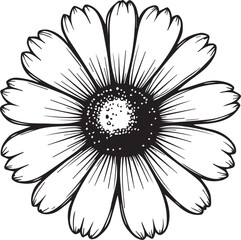 Daisy Bloom's Botanical Beauty: A close-up, monochrome view of a radiant daisy, its delicate petals perfectly framing a captivating central disc, invoking elegance and tranquility.