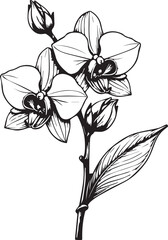 Orchid's Delicate Embrace: A black and white illustration captures the serene elegance of orchids. The petals are exquisitely detailed, offering a calming aesthetic appeal.