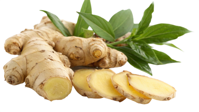 Herbal medicine plant Zingiber officinale or Ginger on white or transparent background