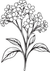 Forget-me-not Blossom: A delicate black and white outline sketch of forget-me-not blooms, showing their gentle beauty, and intricacy of nature's artistry.