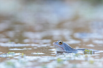 Single Moorfrosch im Wasser in natürlicher Umgebung zur Paarungszeit im Frühling