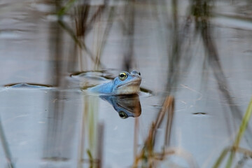 Moorfrosch im Sumpf, in Paarungsstimmung Blaufärbung