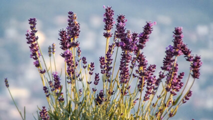 Closeup View Of Lavender Flowers In Bloom With Soft Blue Background And Natural Lighting