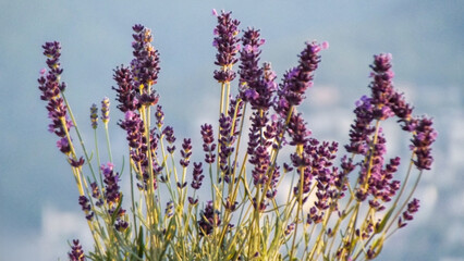Lavender Stems Reaching Upward Against A Soft Blue Sky In Natural Outdoor Setting