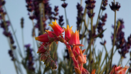 Bright Red And Yellow Succulent Flowers Blooming In Front Of Lavender Plants In Garden