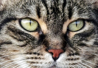 Extreme Closeup Of Cat Face Focusing On Green Eyes With Sharp Detail And Natural Light