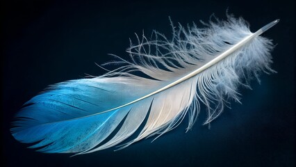 Obraz premium Closeup of a Single White and Blue Feather on Dark Background.