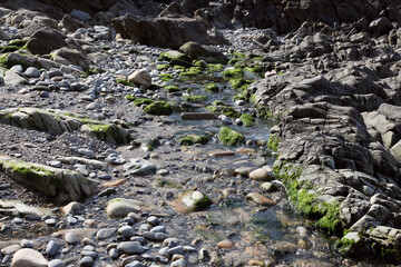 stream and rocks partially covered with green algae, background