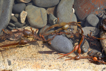 rocky bottom and seaweed, visible through water with foam, background