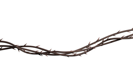 Thorn vines background. Wild prickly vines banner isolated. 3D rendering