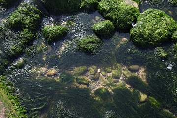 rocks covered with seaweed on a tidal beach in France, background