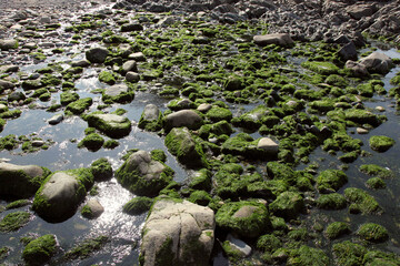 rocks covered with seaweed on a tidal beach in France, background