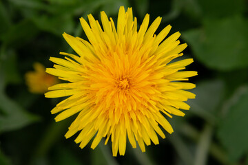 Obraz premium Yellow dandelion flower in the grass close up macro photography. Spring bloom. The first flower.