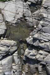 wet stone wall with shells, background
