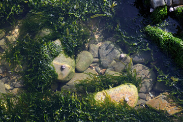 rocks covered with seaweed on a tidal beach in France, background
