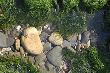 rocks covered with seaweed on a tidal beach in France, background