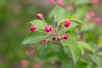 Apple tree bud in bloom. Rosebuds on an apple tree branch in the garden, eternal, May