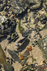 stones on the bottom, algae and shells, background