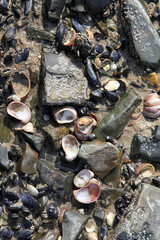 coastal rocks with many shells, background