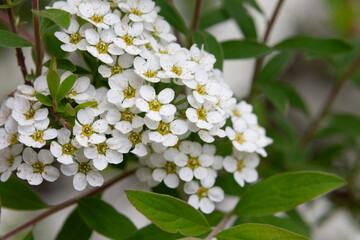 Bird cherry branch with white flowers - Latin name - Prunus padus