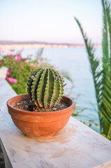 Potted cactus on white marble terrace with sea and palm trees in Greece