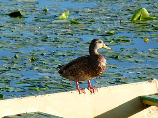 Bees and Duck