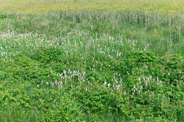 General stock - gardening. 

Bistorta officinalis (syn. Persicaria bistorta), aka  bistort, common bistort, European bistort, or meadow bistort, snakeroot, snake-root, snakeweed, and Easter-ledges. 

