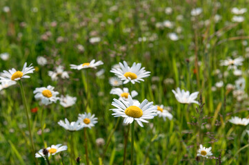 General stock - gardening. 

Anthemis cotula, aka stinking chamomile, or mayweed.  Growing in a...