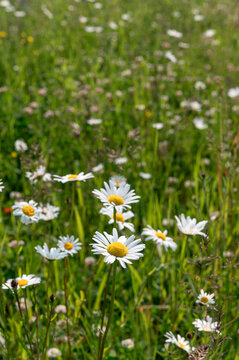 General stock - gardening. 

Anthemis cotula, aka stinking chamomile, or mayweed.  Growing in a verge in Belgium. 

