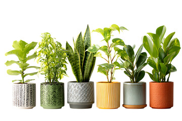 Assortment of houseplants in decorative pots isolated on transparent background