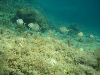Shoal white seabream, Dipoldus sargus, Cyprus